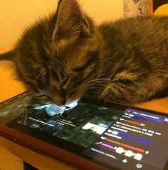 a cat is sleeping on top of a tablet computer that's sitting on a table