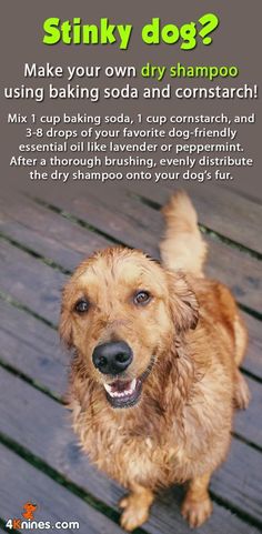 a brown dog standing on top of a wooden floor next to a sign that says make your own dry shampoo using baking soda and corn