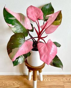 If you're a pink lover and a plant lover you have come to the right place! We give you the 7 prettiest pink plants you'll want and need asap. Indoor plants have many benefits like enhancing a space, boosts moods and reduces stress. This Pink Princess Philodendron is only one of the pink and purple house plants you can bring in for a pop of colour in your home. This is the ultimate beginners indoor plant! Click the link to find out more! Philodendron Pink Princess, Small Purple Flowers, Pink Plant, Starter Plants, Pink Leaves, Low Maintenance Plants