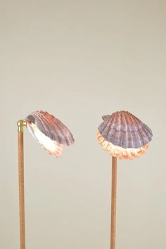 two seashells on wooden sticks in front of a gray background