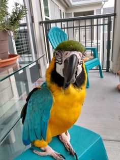 a parrot sitting on top of a blue chair