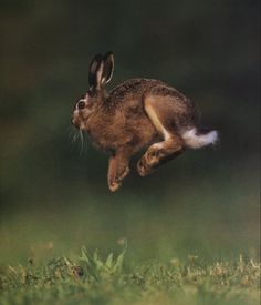 a brown and white rabbit jumping in the air