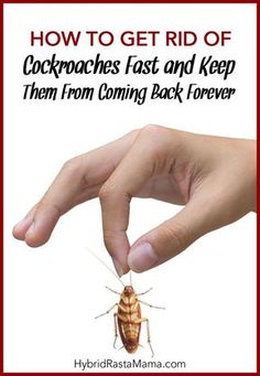 a cockroach that is being held by someone's hand with the caption how to get rid of cockroaches fast and keep them from coming back forever