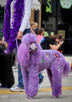 a purple poodle is being walked down the street