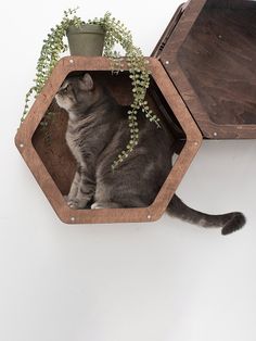 a cat sitting in a wooden hexagonal shelf with a plant growing out of it