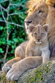 a lion and its cub sitting on top of a rock