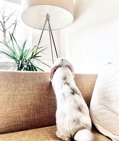 a rabbit is sitting on its hind legs and looking up at the ceiling lamp above it