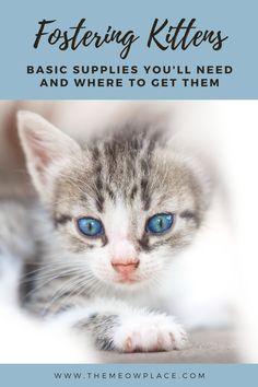 a kitten with blue eyes is looking at the camera and text reads fostering kittens basic supplies you'll need and where to get them