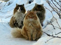 three fluffy cats sitting in the snow next to some trees and branches with one cat looking at the camera