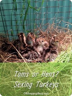 three baby ducks are sitting in the hay with their mother's name written on it