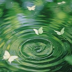 several white butterflies flying in the air over green water with ripples on it's surface