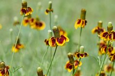 some yellow and red flowers are in the grass