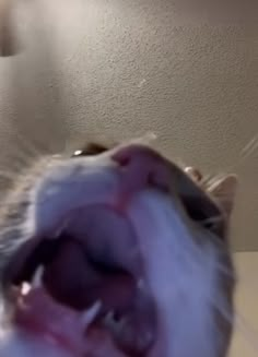 a close up of a cat with its mouth open