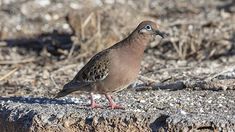 a bird is standing on the ground looking for food