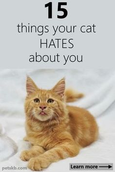 an orange cat laying on top of a bed with the caption 15 things your cat hates about you