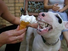 a dog eating an ice cream cone with its mouth open