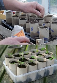 Use toilet paper rolls to start your plants Planting Garden, Veggie Gardens, Garden Layouts, Spring Planting, نباتات منزلية, Toilet Paper Rolls, Carrot Seeds, Urban Homesteading, Veg Garden