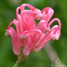 a pink flower that is blooming in the sun