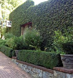 there are many plants growing on the side of this building that is covered in ivy