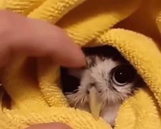 a cat is peeking out from under a yellow towel with the caption, i'm not coming out till they fix pinterest