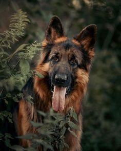 a dog with its tongue hanging out looking at the camera while standing in front of some plants