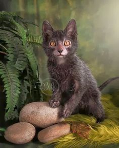 a small black kitten sitting on top of a rock next to a fern covered forest