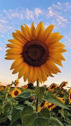 a large sunflower standing in the middle of a field