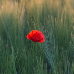 a single red flower is in the middle of tall grass