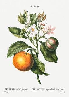 an orange tree branch with fruit and leaves on it's branches, including two peaches