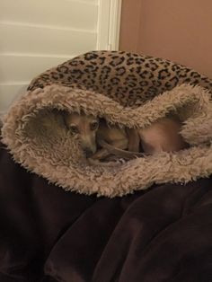 a dog curled up in a leopard print pet bed