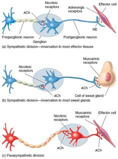 the diagram shows different types of nematic and their functions in an animal's nervous system