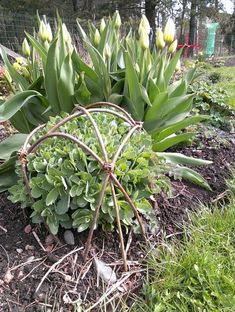 a garden filled with lots of green plants and flowers next to a wire fenced in area