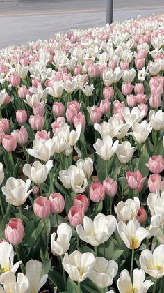 many pink and white tulips in a field