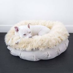 a small white dog laying on top of a round bed with furry fur around it