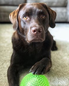 a brown dog laying on the floor with a green ball in front of his face