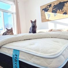 two cats are sitting on top of a mattress