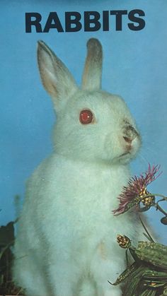 a white rabbit sitting on top of a plant next to a blue background with the words rabbits