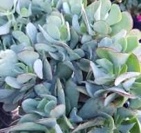 a close up view of some very pretty green plants with blue leaves on it's stems