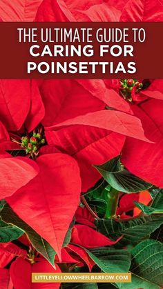 the ultimate guide to caring for poinsettias