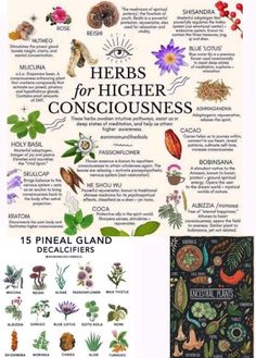 Herbal Recipes