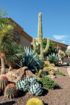 a cactus garden in front of a house