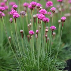 some pink flowers are growing in the grass