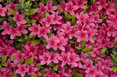 pink flowers with green leaves on the top and bottom are shown in this close up photo