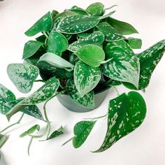 a potted plant with green and white spots on it's leaves is shown