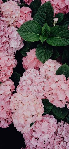 pink flowers with green leaves are in the foreground and on the background is a black backdrop