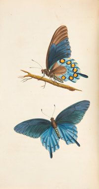 two blue butterflies sitting on top of each other next to a branch with yellow and orange dots