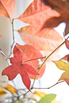 red and yellow leaves in a glass vase