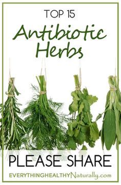 Natural Healing Remedies, Healing Plants, Natural Antibiotics, Herbal Healing, Herbs For Health, Natural Therapy, Healing Herbs, Natural Health Remedies, Medicinal Herbs