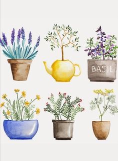 four pots with different types of flowers in them and the words basil written on one