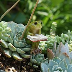 a frog sitting on top of a plant next to succulents